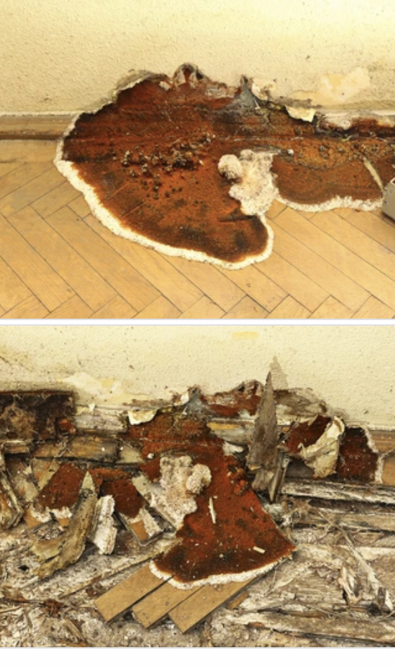 12. dry rot